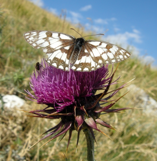 Melanargia russiae